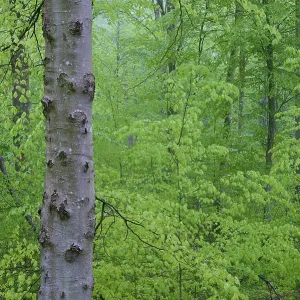 Beech forest, spring, Helmstadt Beech forest, spring, Helmstadt