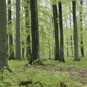 Beech forest in spring with jung green leafs