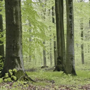 Beech forest in spring with jung green leafs Beech forest in spring with jung green leafs