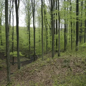 Beech forest in spring with jung green leafs Beech forest in spring with jung green leafs