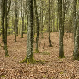 Beech forest in springtime in Ystad Municipality Beech forest in springtime in Ystad Municipality