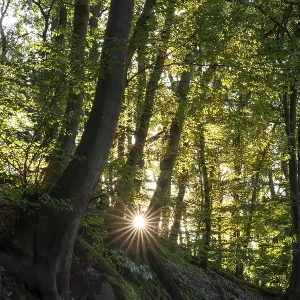 Beech forest with sun star. roots and rocks