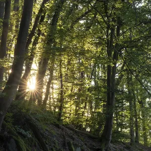 Beech forest with sun star. roots and rocks