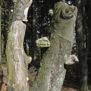 Beech forest on the Velmerstot in Lippe