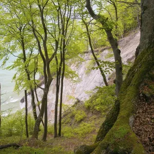 Beech forest with view of chalk cliffs in Jasmund National Park on Rugen Beech forest with view of chalk cliffs in Jasmund National Park on Rugen