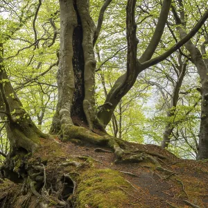 Beech forest with view of chalk cliffs in Jasmund National Park on Rugen Beech forest with view of chalk cliffs in Jasmund National Park on Rugen