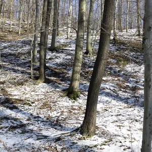 Beech forest in winter, beech forest in winter 02