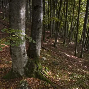 Beech grove (Fagus), Vomperloch