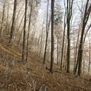 Beech grove (Fagus) with white frost Beech grove (Fagus) with white frost