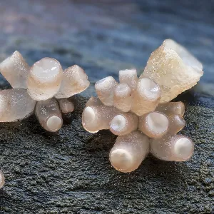 Beech jellydisc (Ombrophila pura)