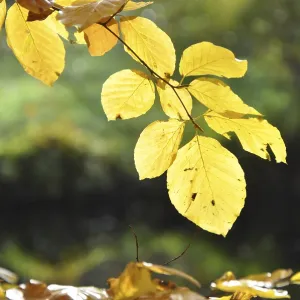 Beech leaves, autumn, beech, leaf