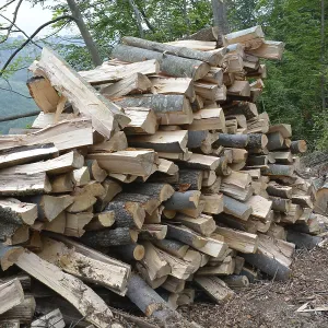 Beech logs piled up in forest Beech logs piled up in forest