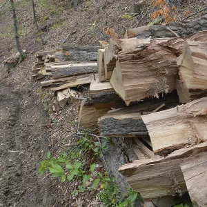 Beech logs piled up near forest road Beech logs piled up near forest road