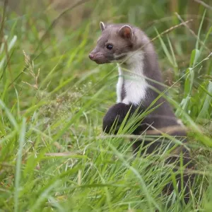 Beech marten hunting in a meadow (Martes foina) Beech marten hunting in a meadow (Martes foina)