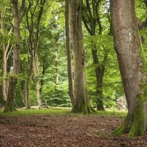 Beech primeval forest with deadwood Beech primeval forest with deadwood