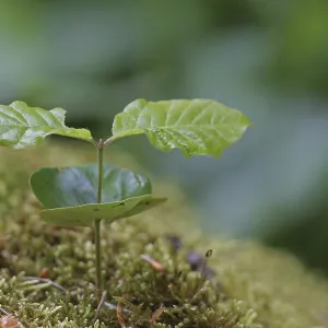 Beech seedling, self-seeding