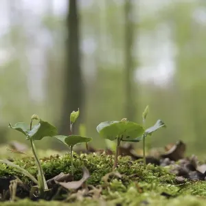 Beech seedlings on the forest ground in a spring beech forest