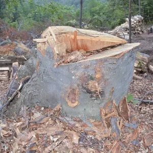 Beech stump in forest. Lot's of beech logs in the background<br> Beech stump in forest Beech stump in forest. Lot's of beech logs in the background<br> Beech stump in forest