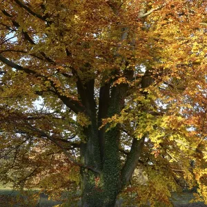 Beech, tree, autumn, nature, landscape