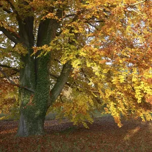 Beech, tree, autumn, nature, landscape