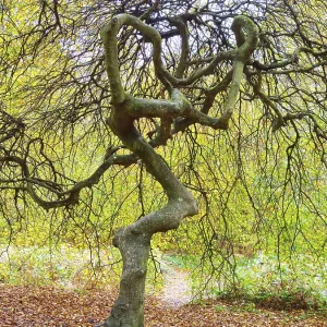 Beech Tree Print - Rugen Island Witch Forest Beech Tree Print - Rugen Island Witch Forest