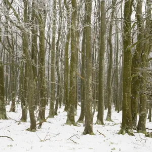 Beech Tree forest, (Fagus sylvatica) trees covered in frost and snow