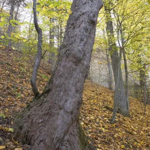 Beech tree trunk in an autumnal forest