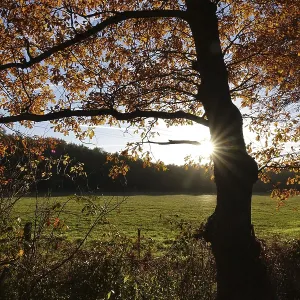 Beech trees on the edge of the forest in backlight Beech trees on the edge of the forest in backlight