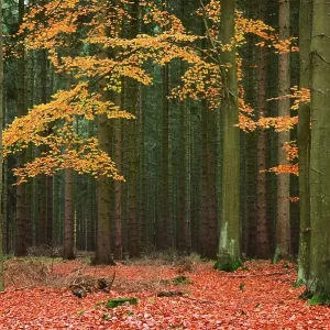 Beech trees (Fagus) in a conifer forest