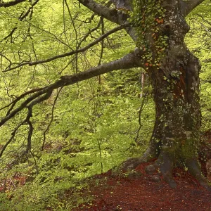 Beech trees, River Urederra, near its source