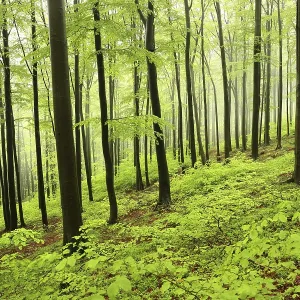 Beech trees in spring forest on a mountain slope in foggy Beech trees in spring forest on a mountain slope in foggy