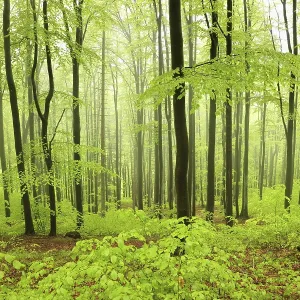 Beech trees in spring forest on a mountain slope in foggy Beech trees in spring forest on a mountain slope in foggy