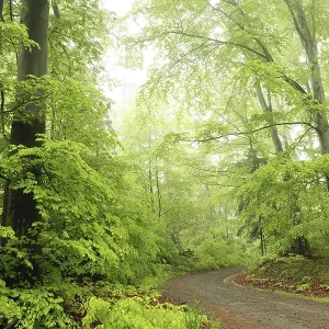 Beech Trees in Spring Forest Print, Poland Beech Trees in Spring Forest Print, Poland