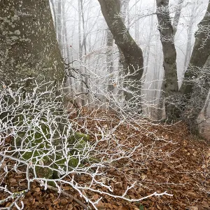 Beech trees in wintery forest, Blaubeuren Beech trees in wintery forest, Blaubeuren