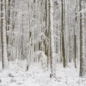 Beech woodland (Fagus sylvatica)