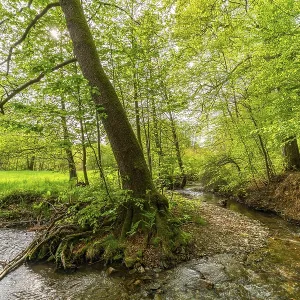Beeches and alders with large roots in the forest on the Poltzsch river Beeches and alders with large roots in the forest on the Poltzsch river