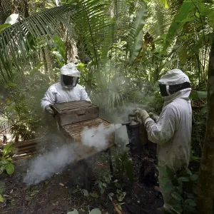 Two beekeepers with beehives in the Amazon rainforest Two beekeepers with beehives in the Amazon rainforest