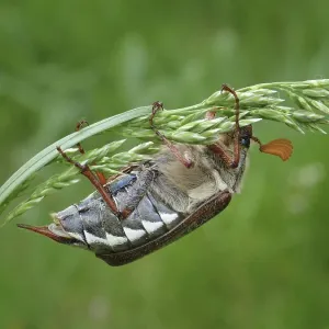 A beetle, common cockchafer (Melolontha melolontha) A beetle, common cockchafer (Melolontha melolontha)
