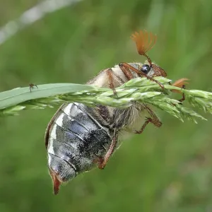 A beetle, common cockchafer (Melolontha melolontha) A beetle, common cockchafer (Melolontha melolontha)
