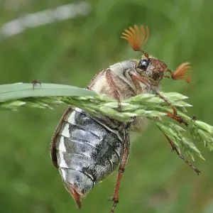 Beetle, common cockchafer (Melolontha melolontha) Beetle, common cockchafer (Melolontha melolontha)