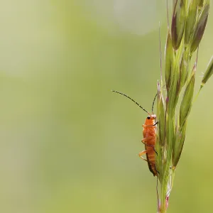 Beetle (Rhagonycha fulva) perched on a grass stem Beetle (Rhagonycha fulva) perched on a grass stem