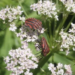 Two beetles, stripe bug (Graphosoma italicum) Two beetles, stripe bug (Graphosoma italicum)