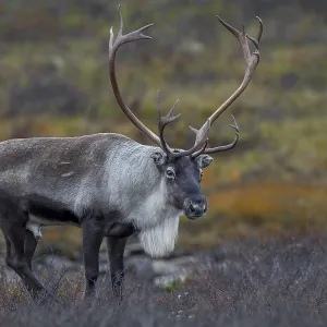 At the beginning of October, the reindeer rut (Rangifer tarandus) has reached its peak At the beginning of October, the reindeer rut (Rangifer tarandus) has reached its peak