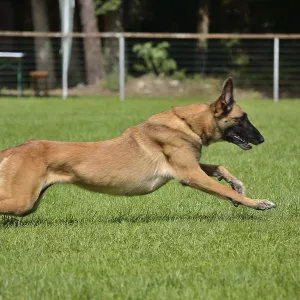 Belgian Shepherd takes off towards the owner
