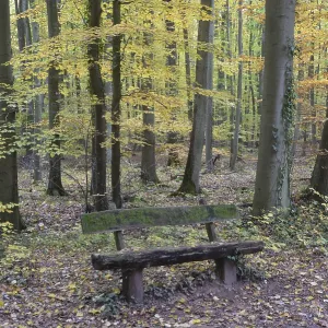 Bench in autumn forest