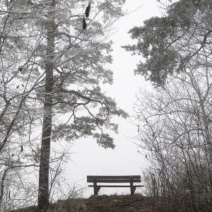 An empty bench between bare trees covered with brawl in a quiet An empty bench between bare trees covered with brawl in a quiet