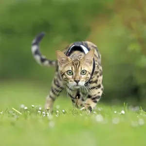 Bengal cat