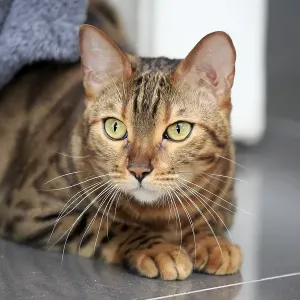 Bengal cat Bengal cat