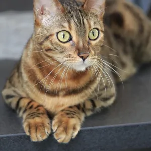 Bengal cat