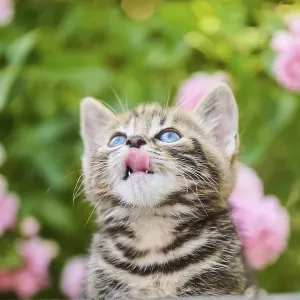 Bengal cat, domestic cat, kitten in a flower bed